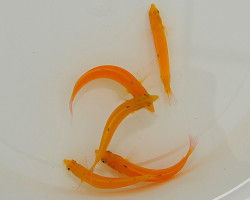 Halichoeres Chrysus M