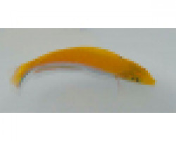 Halichoeres Leucoxanthus M