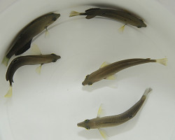 Halichoeres Marginatus M