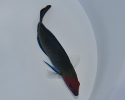 Halichoeres Rubricephalus M