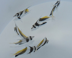 Heniochus Acuminatus Ml