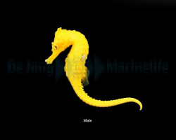 Hippocampus Erectus (Bright Yellow) - Djm Allevato Europa M