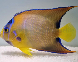 Holacanthus Ciliaris Xs