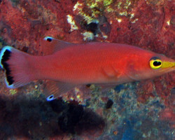 Liopropoma Mowbrayi M