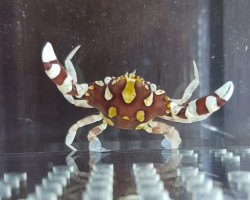 Lissocarcinus Laevis M