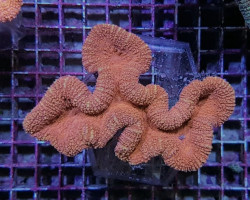 Lobophyllia Spp. (Orange-Red) L