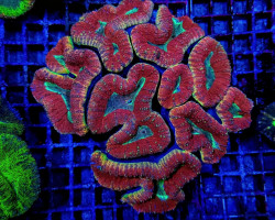 Lobophyllia Spp. (Splitcolor) (Premium) L