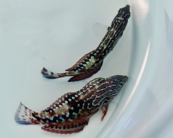 Macropharyngodon Bipartitus (Maschio) M