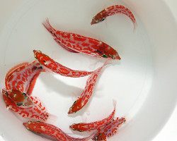 Macropharyngodon Choati M