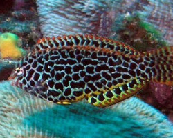 Macropharyngodon Meleagris M