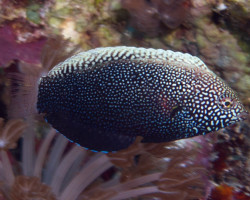 Macropharyngodon Negrosensis M