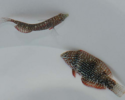 Macropharyngodon Ornatus M