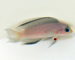 Manonichthys Alleni Ml