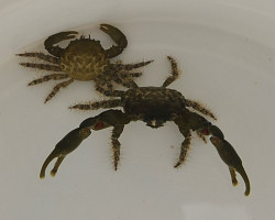 Mithraculus Sculptus M