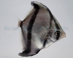 Monodactylus Sebae - Allevato Europa M