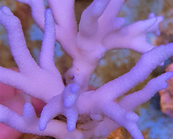 Montipora Spp. (Branched) (Blue-Purple) Xs