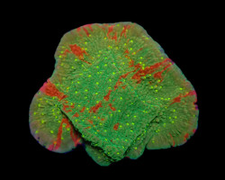Montipora Spp. (Wwc Sunfire Grafted) (Frag) M