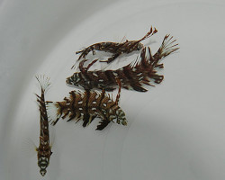 Novaculichthys Taeniourus M