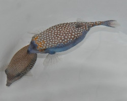 Ostracion Meleagris (Coppia) Xl