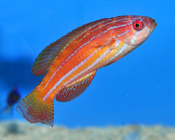 Paracheilinus Attenuatus (Female) M