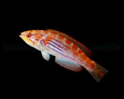 Paracheilinus Hemitaeniatus (Femmina) M