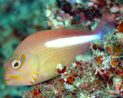 Paracirrhites Arcatus M