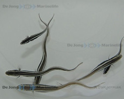 Pholidichthys Leucotaenia S