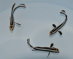 Plectorhinchus Lessonii M