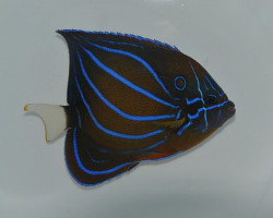 Pomacanthus Annularis (A) Xl