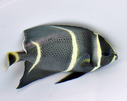 Pomacanthus Arcuatus Ml