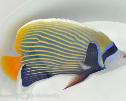 Pomacanthus Imperator (Orange Tail) Xl