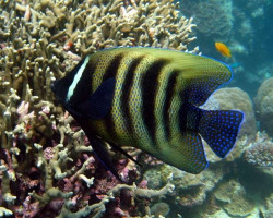 Pomacanthus Sexstriatus M