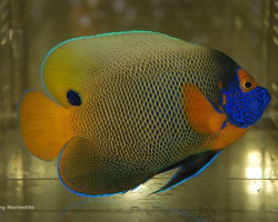 Pomacanthus Xanthometopon (Adult) Xl