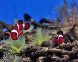 Premnas X Ocellaris (Hybrid) Blood Orange (Coppia) - Allevato Europa Ml