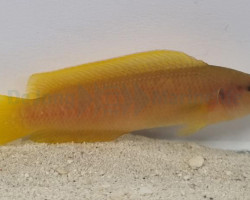 Pseudochromis Onamensis M
