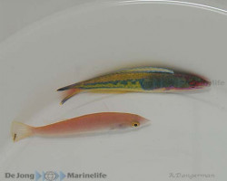 Pseudojuloides Severnsi (Coppia) L