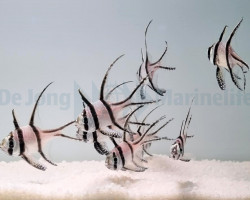 Pterapogon Kauderni -  Allevato Europa M