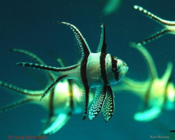 Pterapogon Kauderni Ml