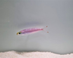 Pterocaesio Pisang S