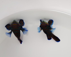 Pterosynchiropus Splendidus (Blue) (Coppia)