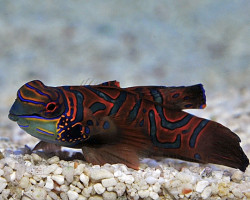 Pterosynchiropus Splendidus (Red) M