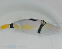 Rhinecanthus Cinereus L