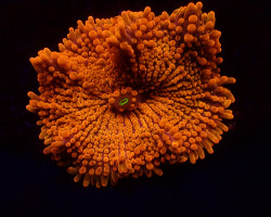 Ricordea Yuma (Orange) (Ultra) (1 Ear) M