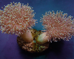 Sarcophyton Ehrenbergi Ml