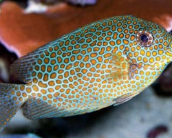 Siganus Punctatus Ml