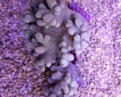 Sinularia Spp. (Frag) M