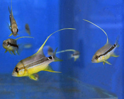 Symphorichthys Spilurus - Allevato Europa Ml