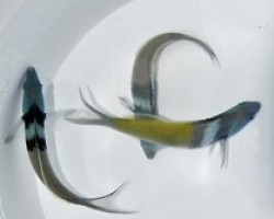 Thalassoma Bifasciatum M