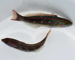 Thalassoma Quinquevittatum Ml