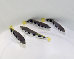 Toxotes Jaculatrix L